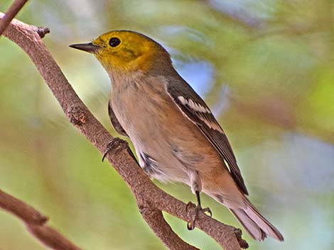 Hermit Warbler (Setophaga occidentalis)