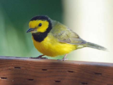 Hooded Warbler (Wilsonia citrina)