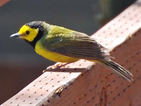 Hooded Warbler (Setophaga citrina)