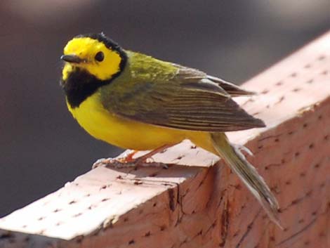 Hooded Warbler (Wilsonia citrina)