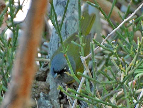 MacGillivray's Warbler (Oporornis tolmiei)