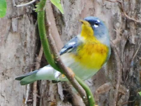 Northern Parula (Setophaga americana)