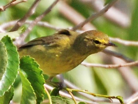 Orange-crowned Warbler (Vermivora celata)