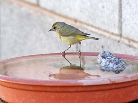 Orange-crowned Warbler (Vermivora celata)