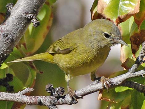 Orange-crowned Warbler (Oreothlypis celata)