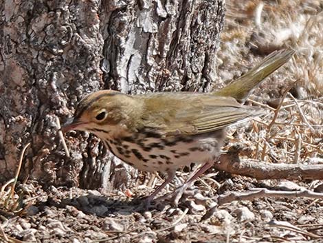 Ovenbird (Seiurus aurocapillus)