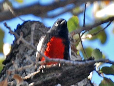 Painted Redstart (Myioborus pictus)