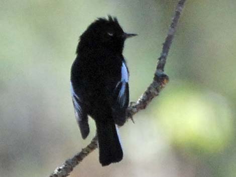 Painted Redstart (Myioborus pictus)