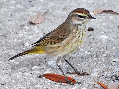 Palm Warbler (Setophaga palmarum)