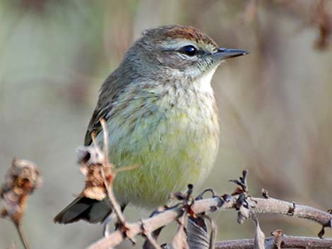 Palm Warbler (Setophaga palmarum)