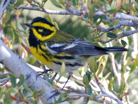 Townsend's Warbler (Dendroica townsendi)