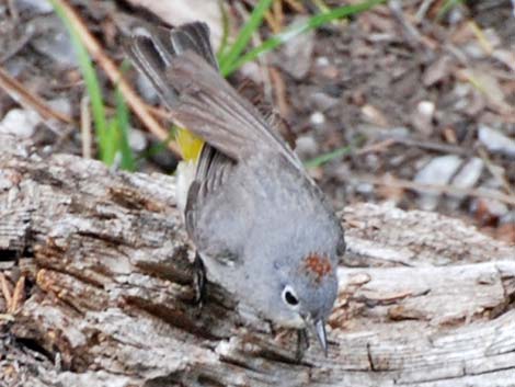 Virginia's Warbler (Vermivora virginiae)