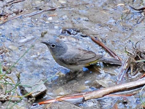 Virginia's Warbler (Vermivora virginiae)