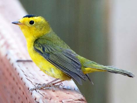 Wilson's Warbler (Wilsonia pusilla)