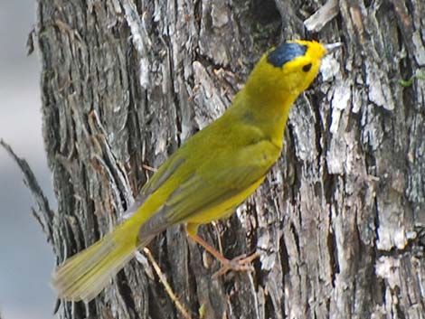 Wilson's Warbler (Wilsonia pusilla)