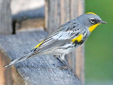 Audubon's Yellow-rumped Warbler (Dendroica coronata auduboni)