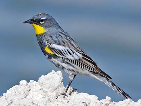 Parulidae (Yellow-rumped Warbler)