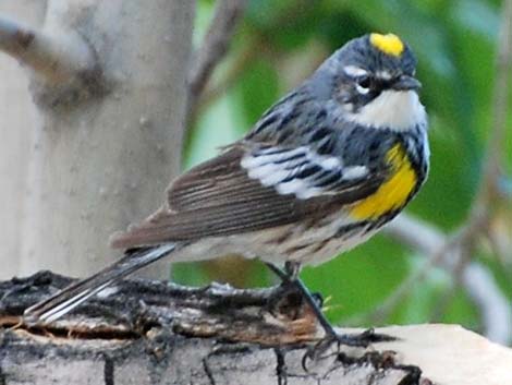 Myrtle Yellow-rumped Warbler (Dendroica coronata coronata)