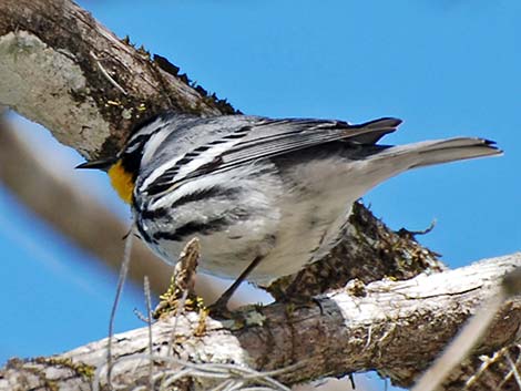 Yellow-throated Warbler (Setophaga dominica)