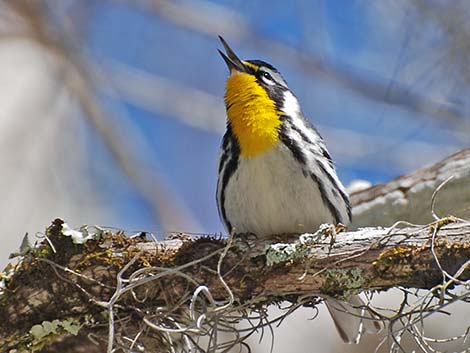 Yellow-throated Warbler (Setophaga dominica)