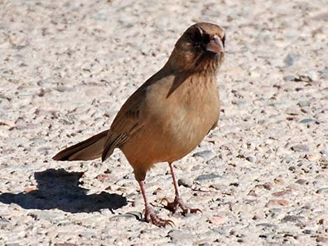 Abert's Towhee (Melozone aberti)