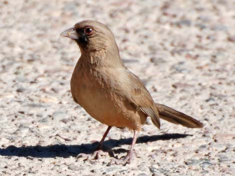 Abert's Towhee (Melozone aberti)