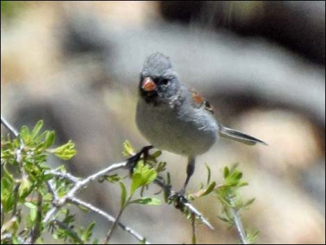 Black-chinned Sparrow (Spizella atrogularis)