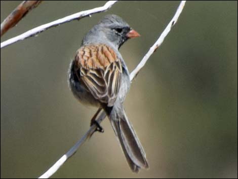 Black-chinned Sparrow (Spizella atrogularis)