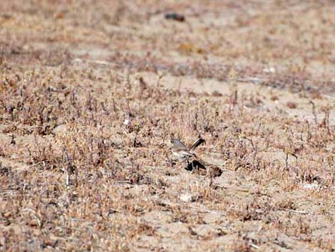 Bell's Sparrow (Artemisiospiza belli)