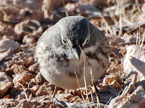 Sage Sparrow (Amphispiza belli)