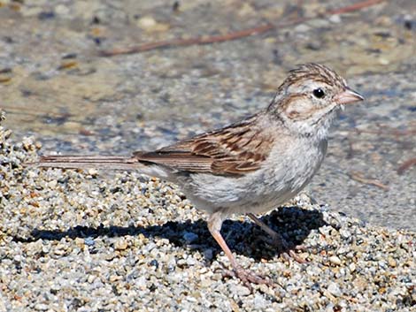 Brewer's Sparrow (Spizella breweri)