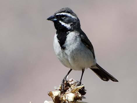 Black-throated Sparrow (Amphispiza bilineata)