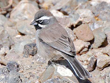 Black-throated Sparrow (Amphispiza bilineata)