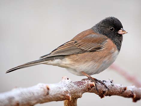 Oregon Junco (Junco hyemalis)