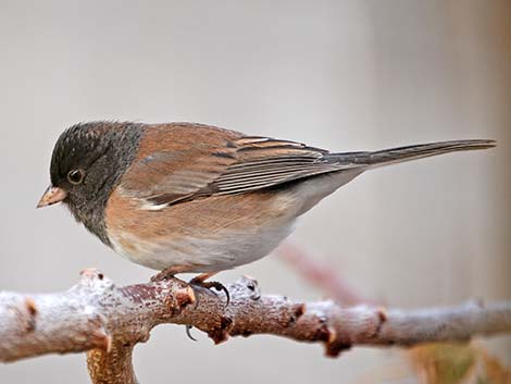 Dark-eyed Junco (Junco hyemalis)