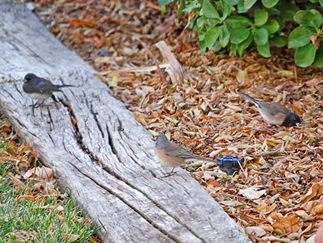 Dark-eyed Junco (Junco hyemalis)