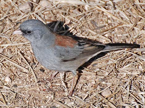 Dark-eyed Junco (Junco hyemalis)