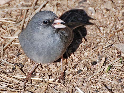 Dark-eyed Junco (Junco hyemalis)