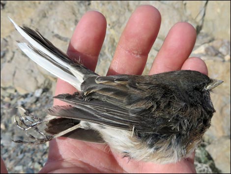 Dark-eyed Junco (Junco hyemalis)