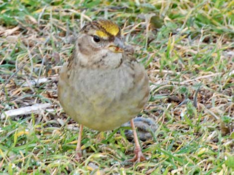 Golden-crowned Sparrow (Zonotrichia atricapilla)