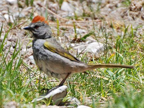 Green-tailed Towhee (Pipilo chlorurus)