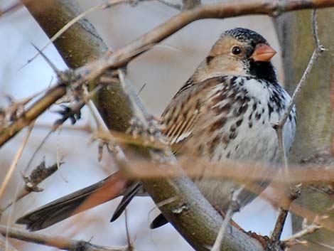 Harris's Sparrow (Zonotrichia querula)