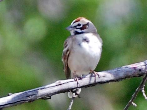 Lark Sparrow (Chondestes grammacus)