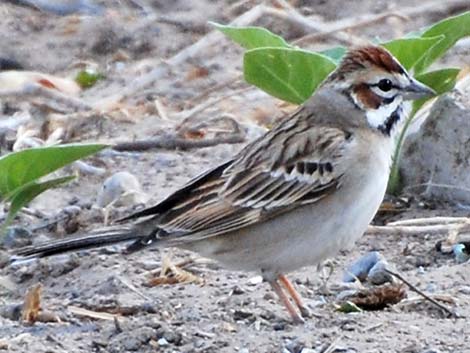 Lark Sparrow (Chondestes grammacus)