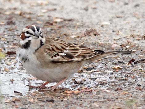 Lark Sparrow (Chondestes grammacus)