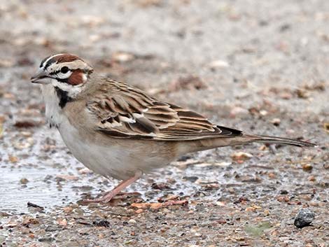 Lark Sparrow (Chondestes grammacus)