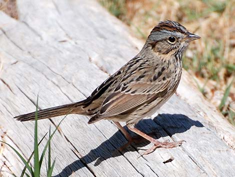 Lincoln's Sparrow (Melospiza lincolnii)