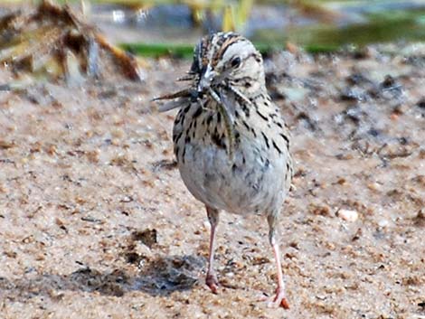 Lincoln's Sparrow (Melospiza lincolnii)