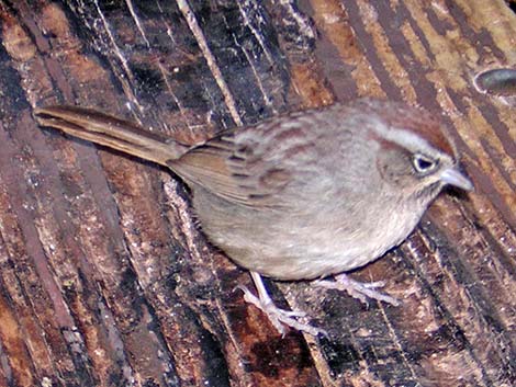 Rufous-crowned Sparrow (Aimophila ruficeps)