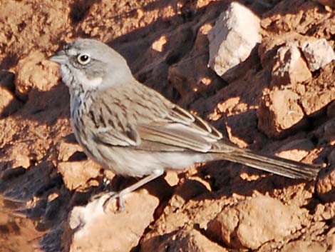 Sage Sparrow (Amphispiza belli)